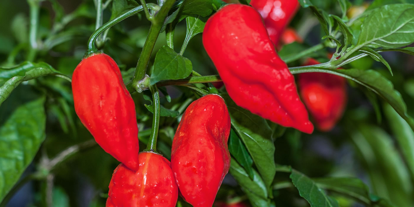 chiles guatemala