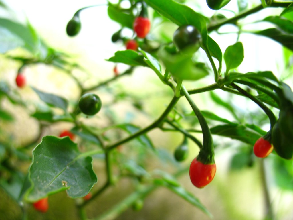 chiltepe guatemala